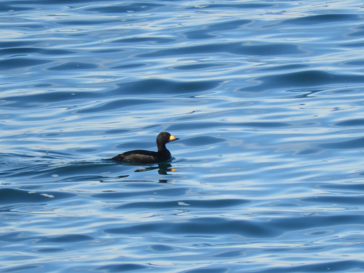 Black Scoter - ML506114391