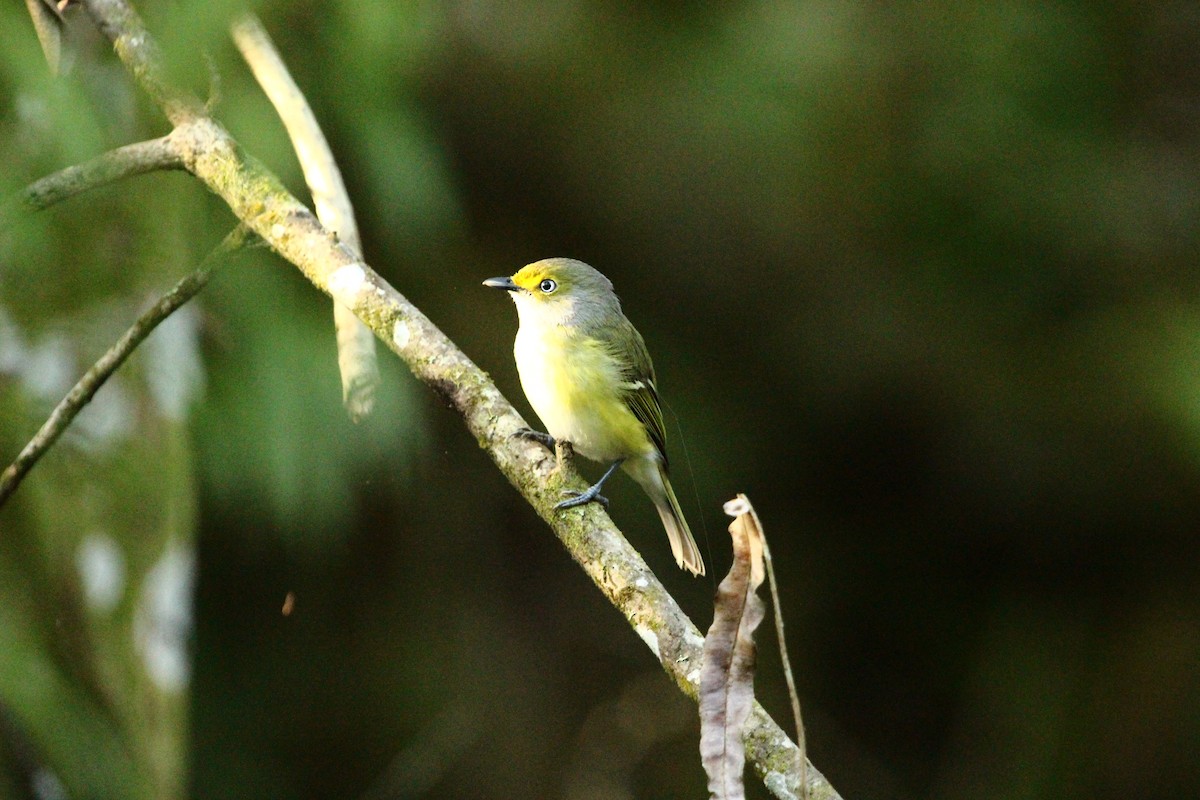 White-eyed Vireo - Jeff Dale