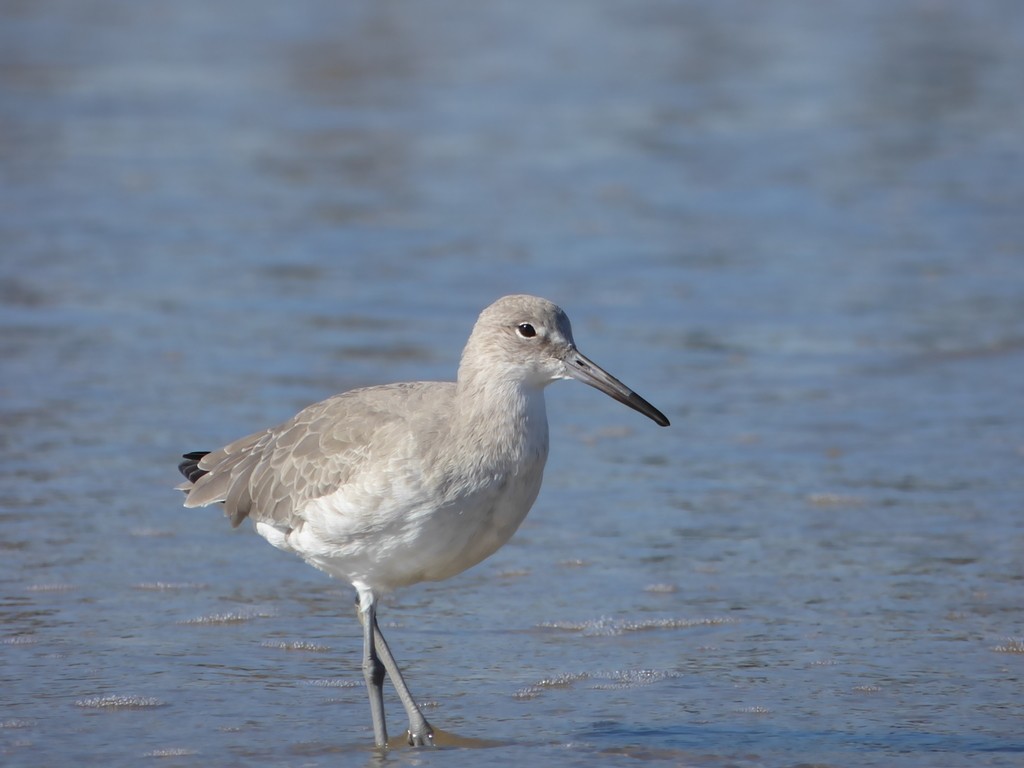 Chevalier semipalmé (inornata) - ML506115851