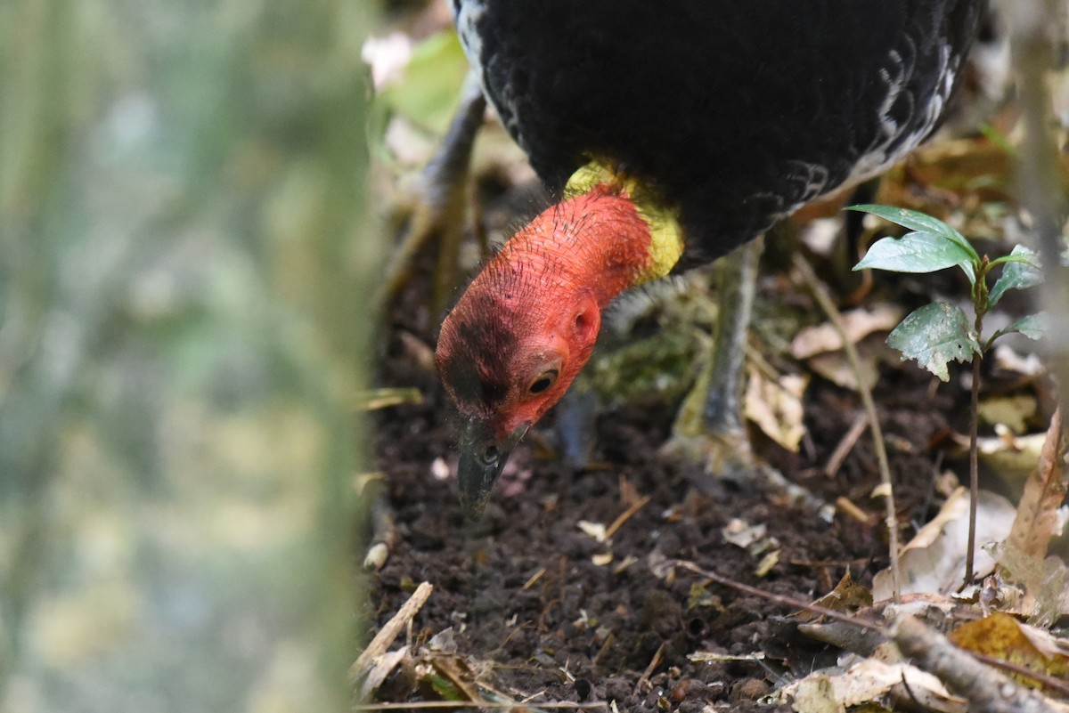 Australian Brushturkey - Christopher Brown