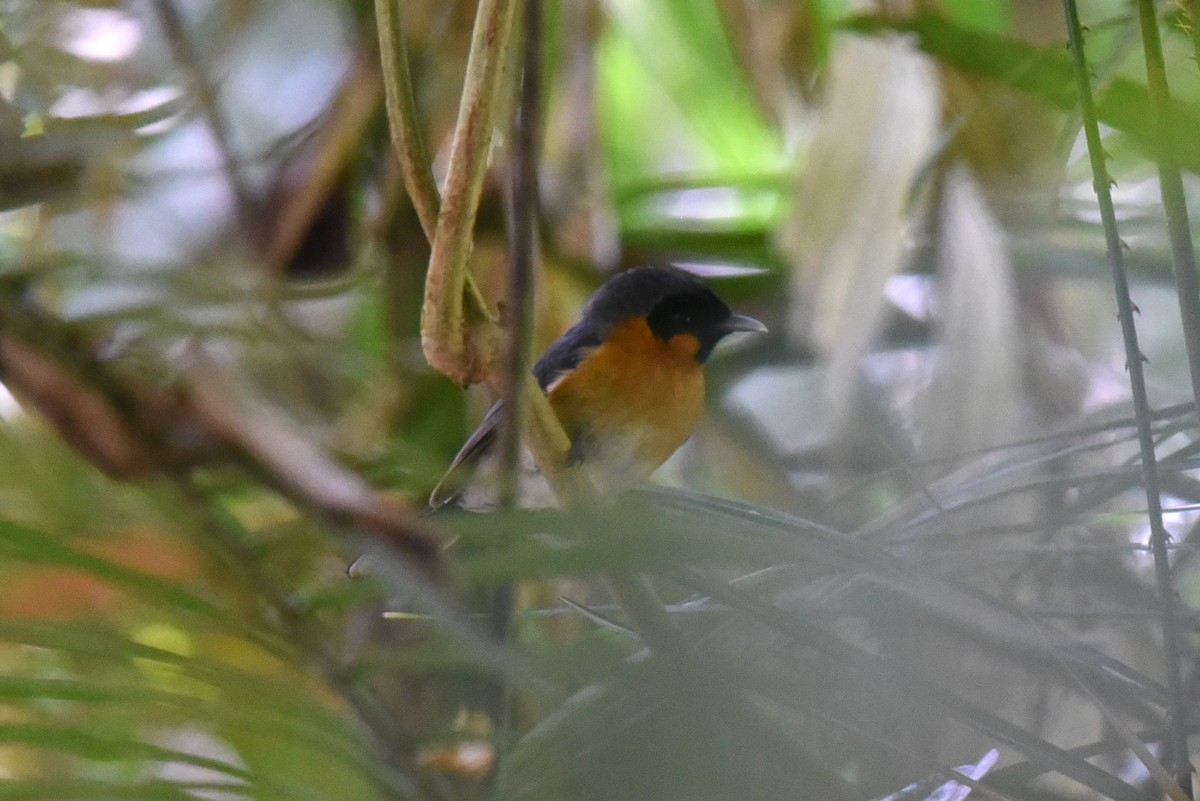 Spectacled Monarch - ML506116361