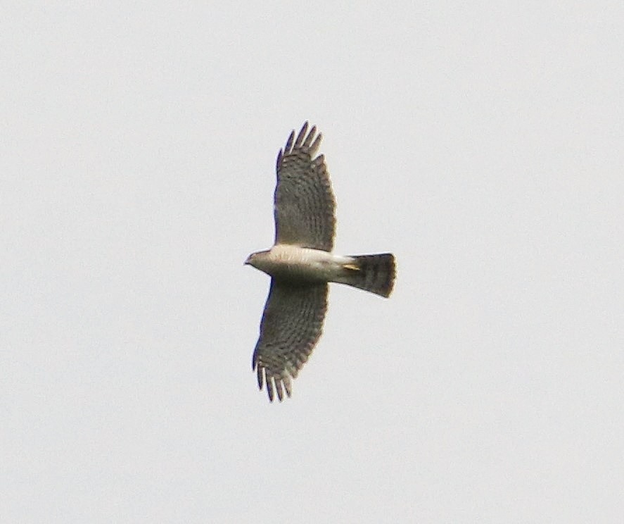 Japanese Sparrowhawk - ML506116971