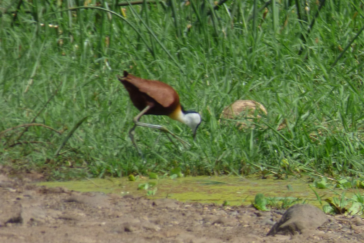 African Jacana - ML50611751