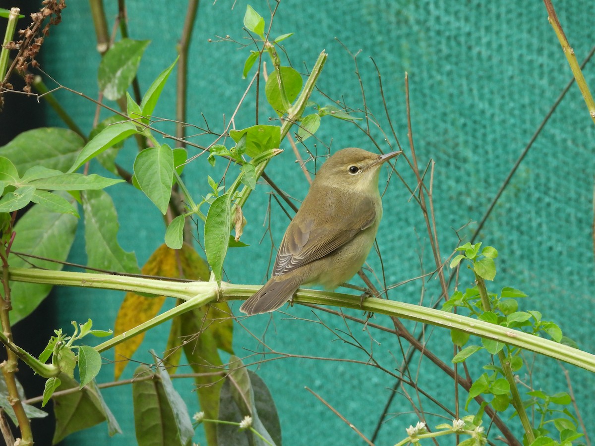 Халиун заараг - ML506117911