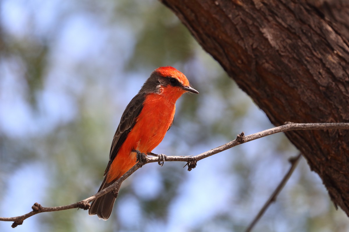 Vermilion Flycatcher - ML506118151