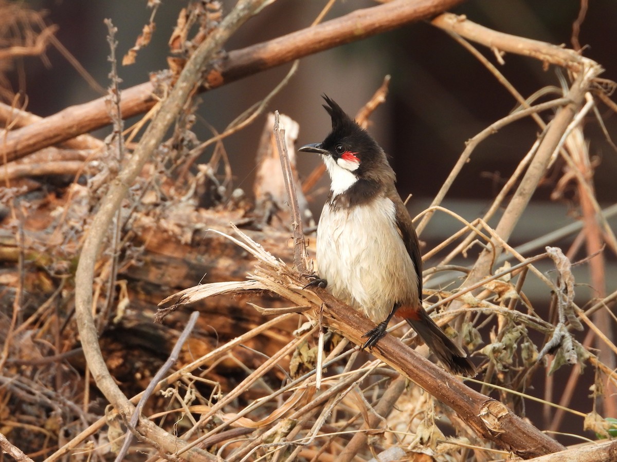 Red-whiskered Bulbul - ML506118171