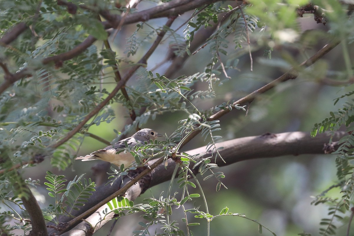 Lucy's Warbler - ML506118191