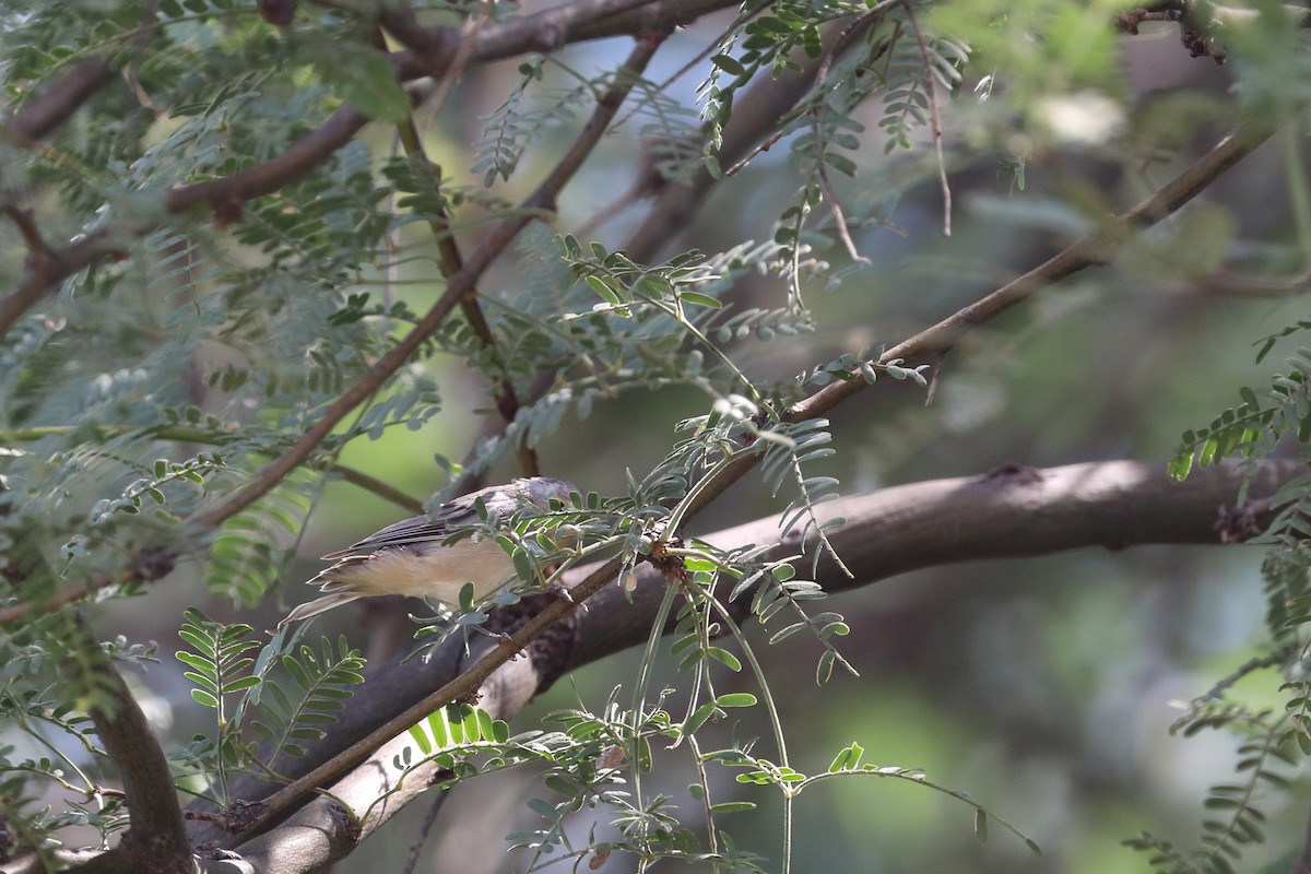 Lucy's Warbler - ML506118201