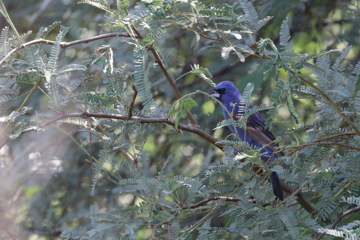 Blue Grosbeak - ML506118291