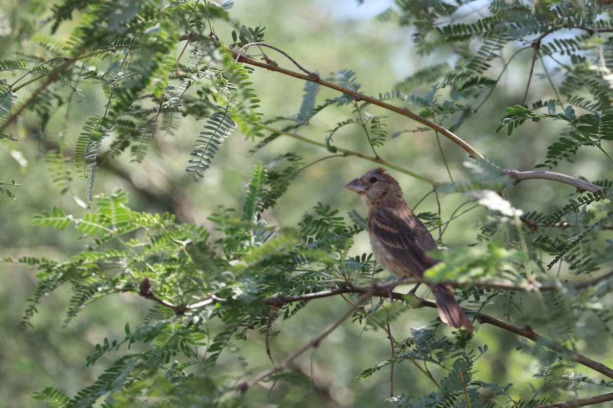 Blue Grosbeak - ML506118301