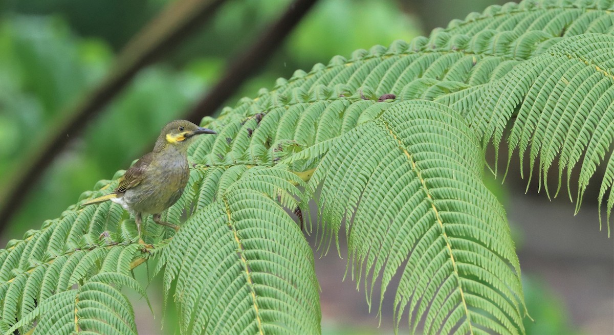 Eastern Wattled-Honeyeater - ML506119691