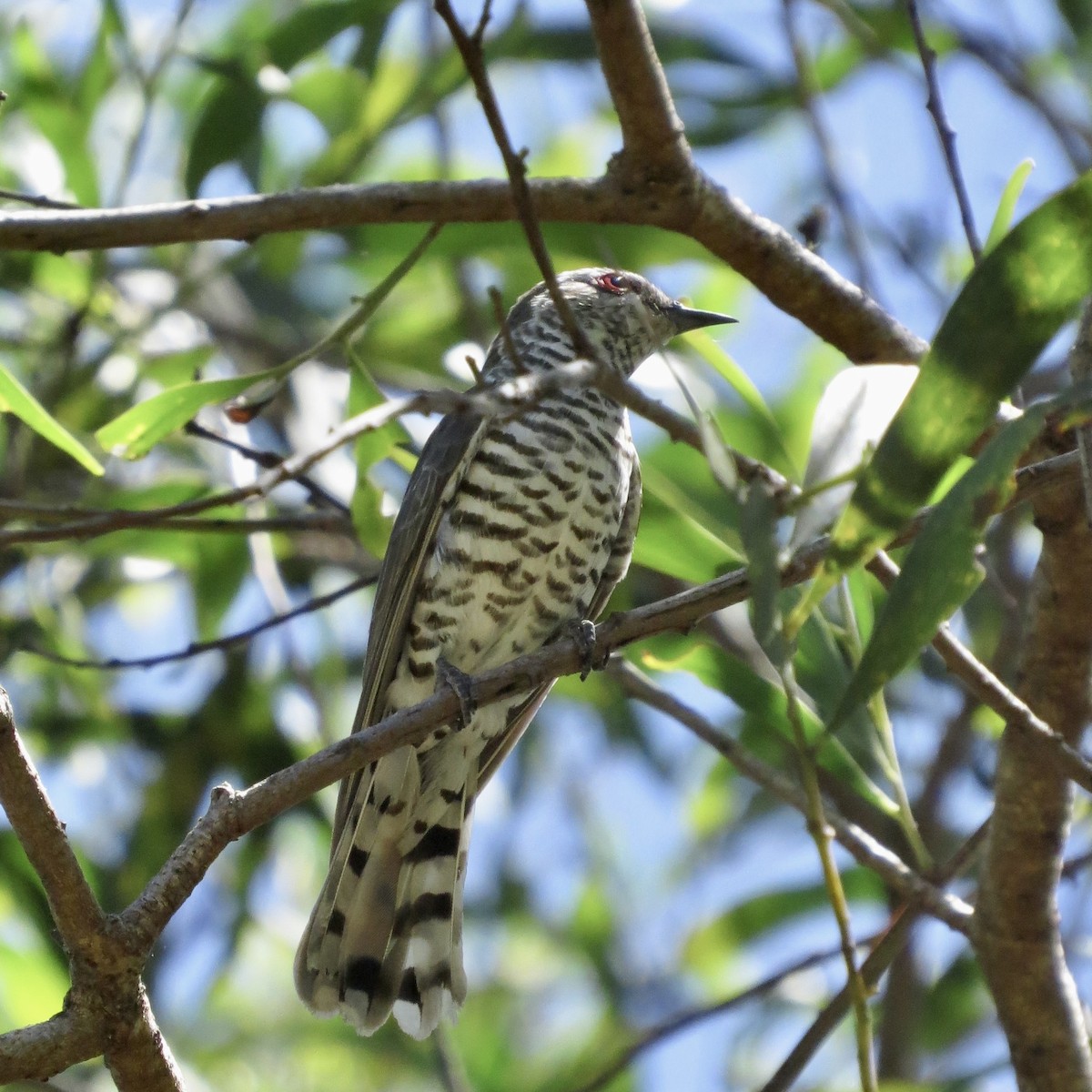 Little Bronze-Cuckoo - ML506119791