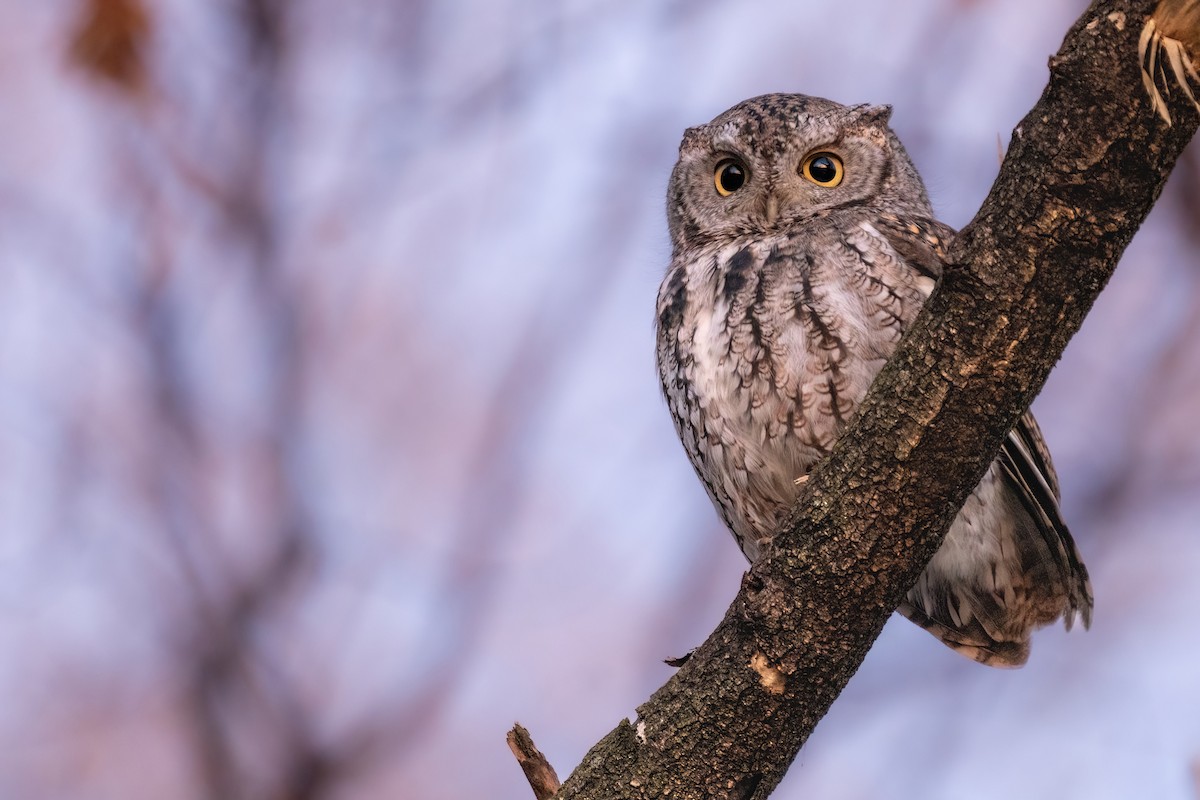 Eastern Screech-Owl - Isaac Polanski