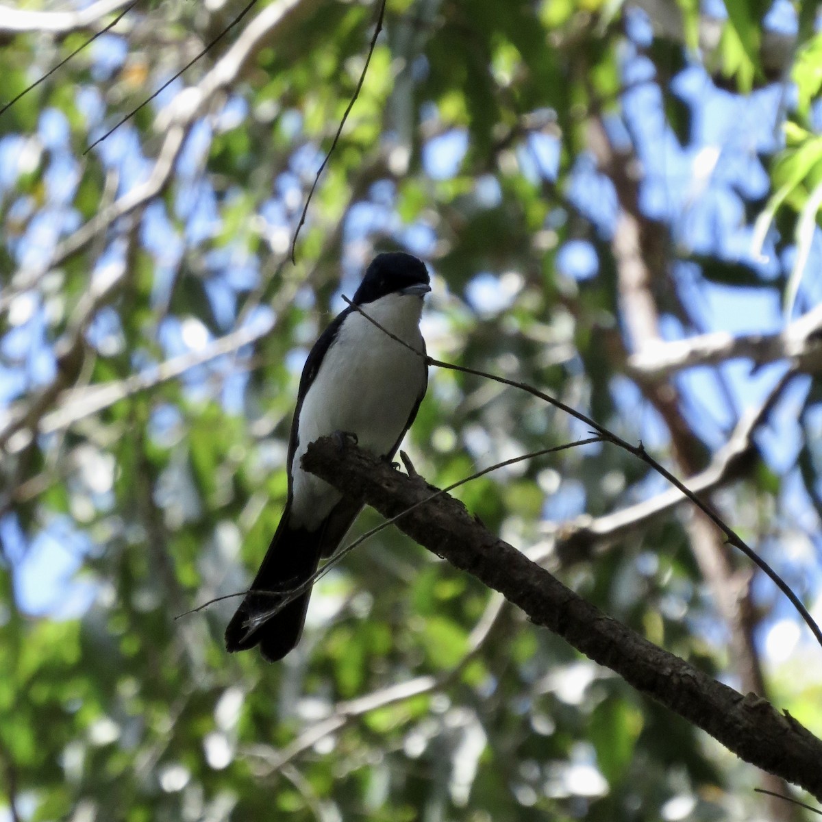 Restless Flycatcher - Jed Knight