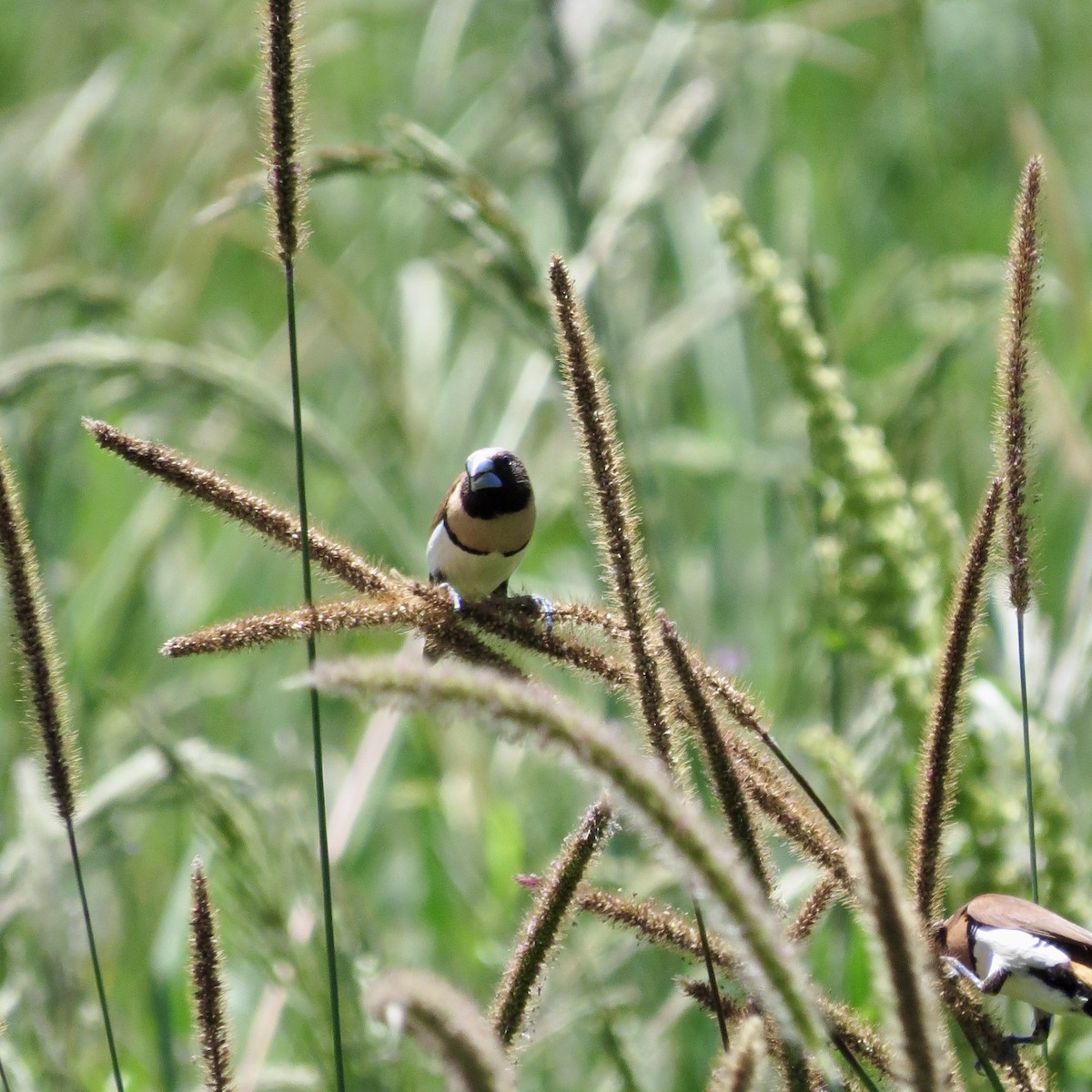 Chestnut-breasted Munia - ML506120261