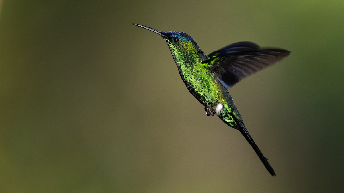 Violet-capped Woodnymph - Mathurin Malby