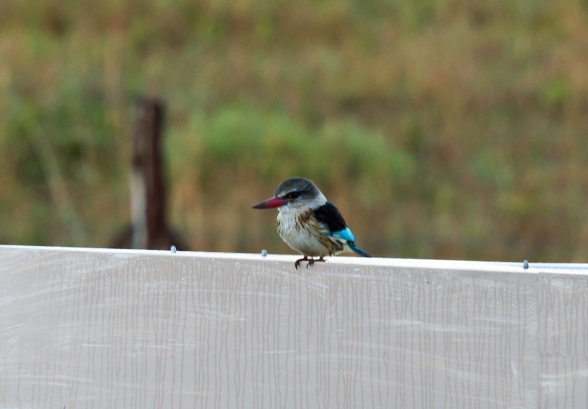 Brown-hooded Kingfisher - Russell Scott