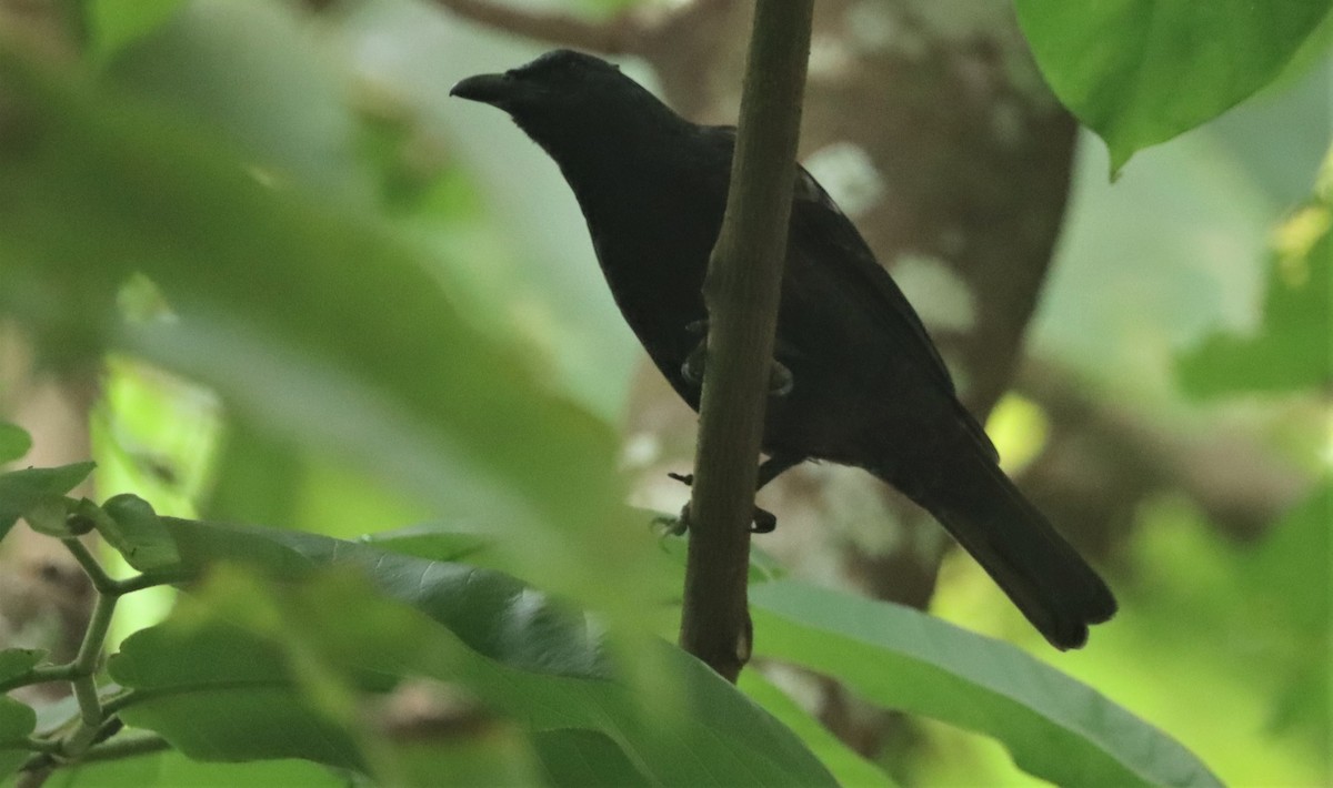 Samoan Starling - ML506121091