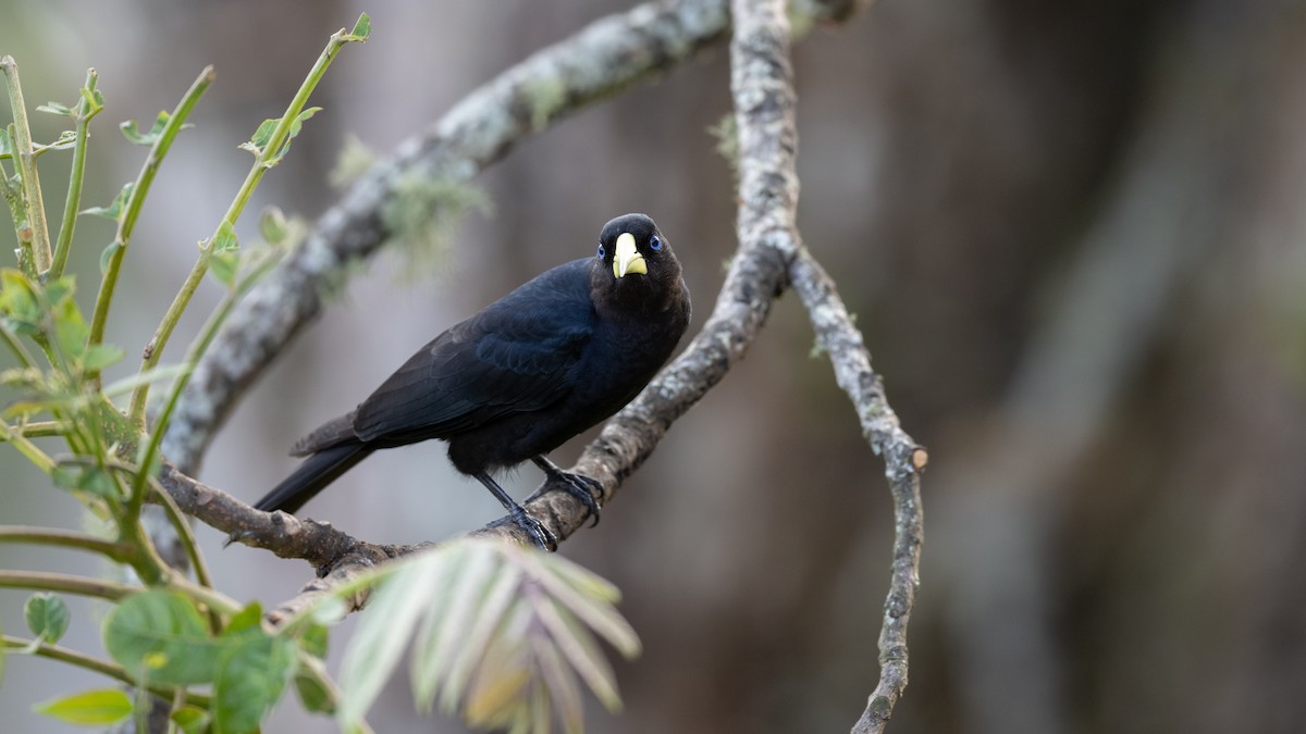 Red-rumped Cacique - Mathurin Malby