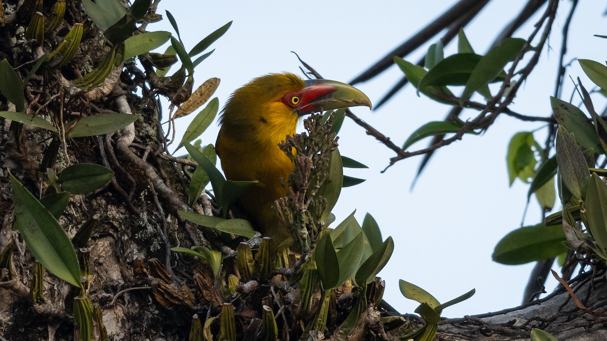 Saffron Toucanet - Mathurin Malby