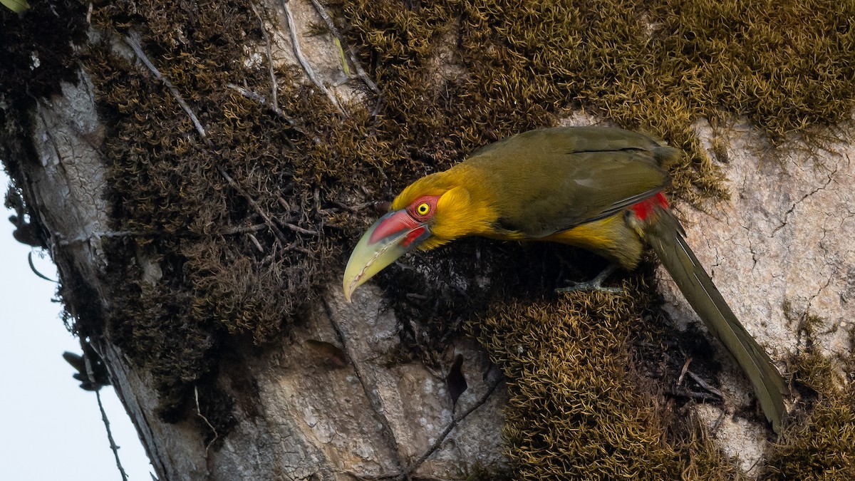 Saffron Toucanet - Mathurin Malby