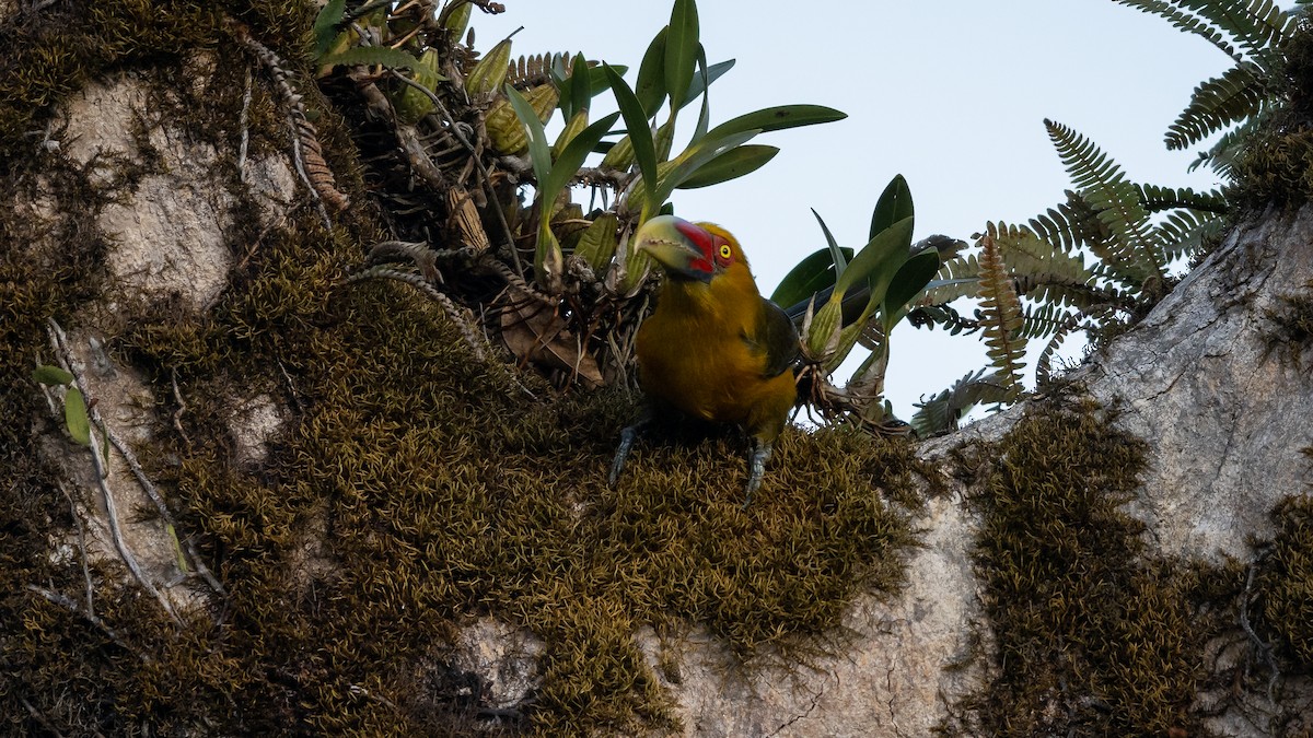 Saffron Toucanet - ML506122711