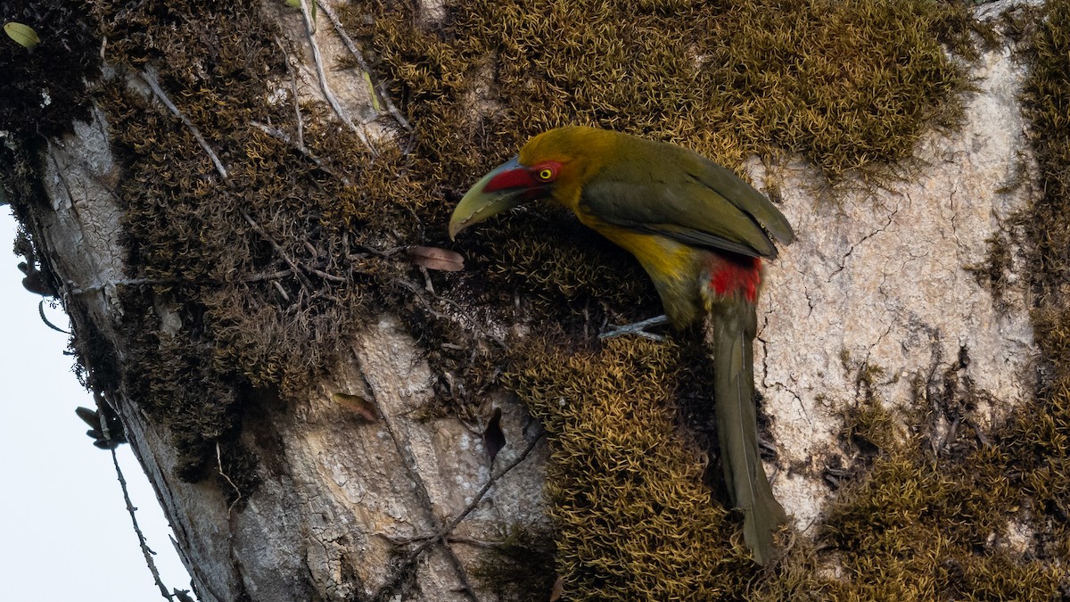 Saffron Toucanet - ML506122741