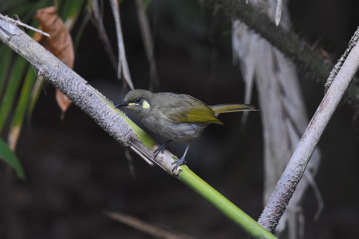 Yellow-spotted Honeyeater - ML506123161