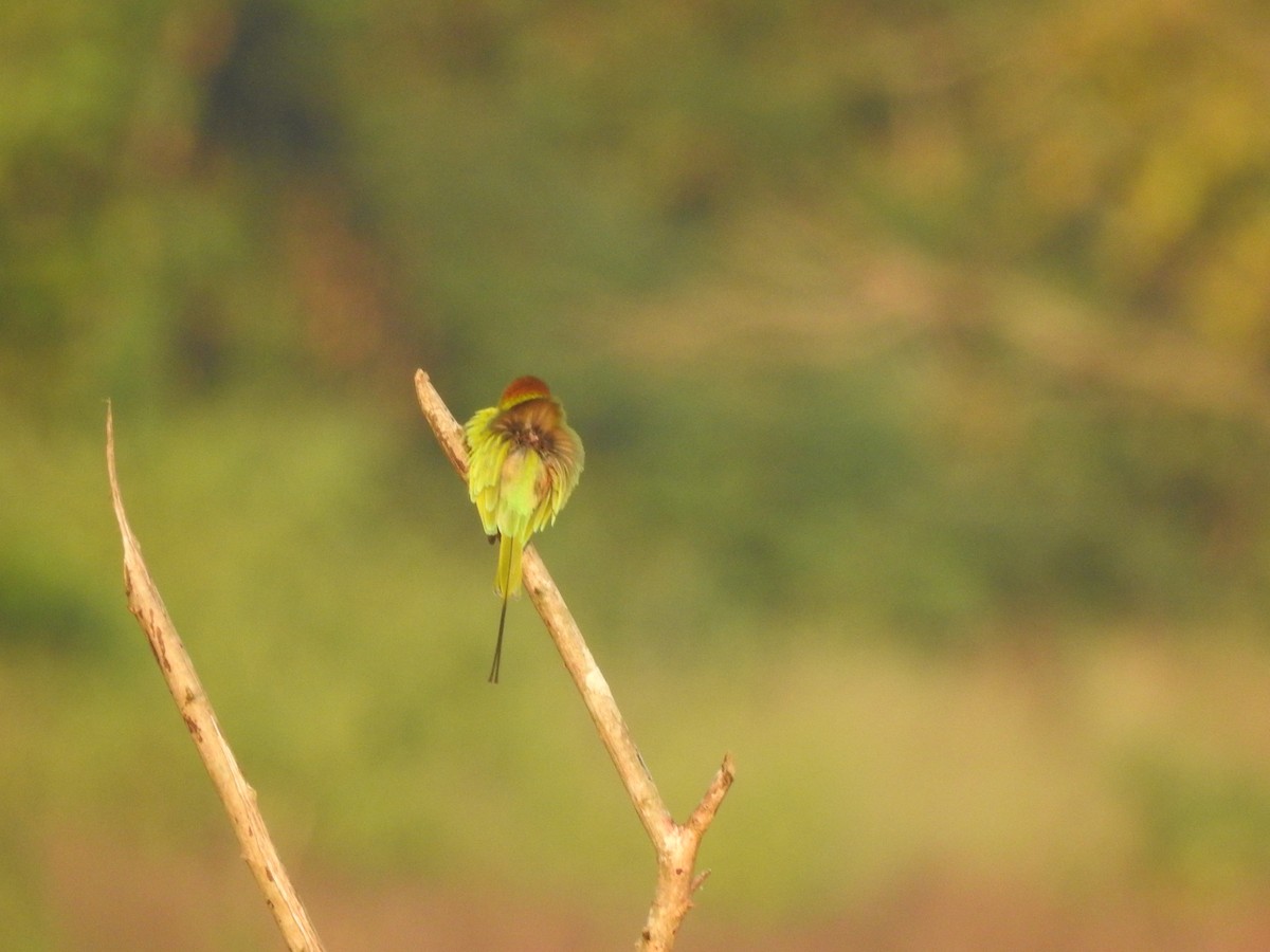 Asian Green Bee-eater - ML506123271