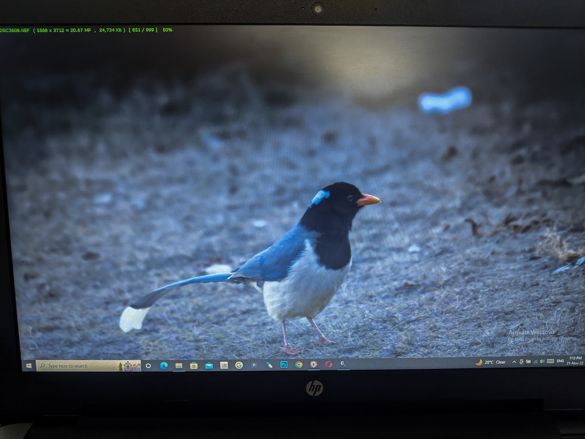 Yellow-billed Blue-Magpie - ML506123331