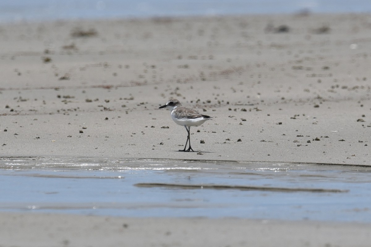 Greater Sand-Plover - ML506124471