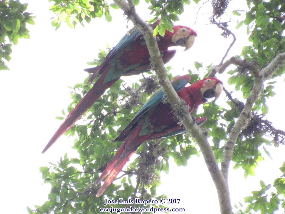 Red-and-green Macaw - Jose Luis Ropero