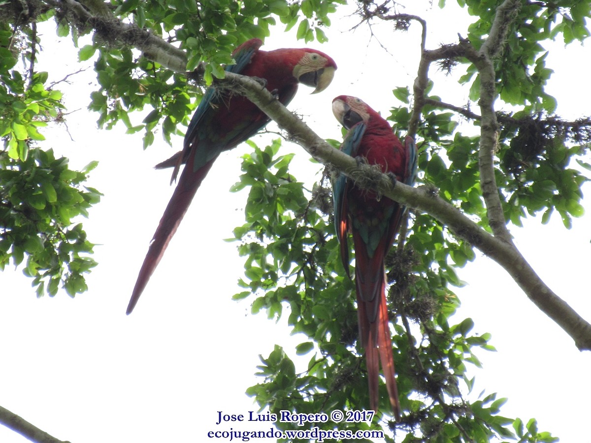 Red-and-green Macaw - ML50612461