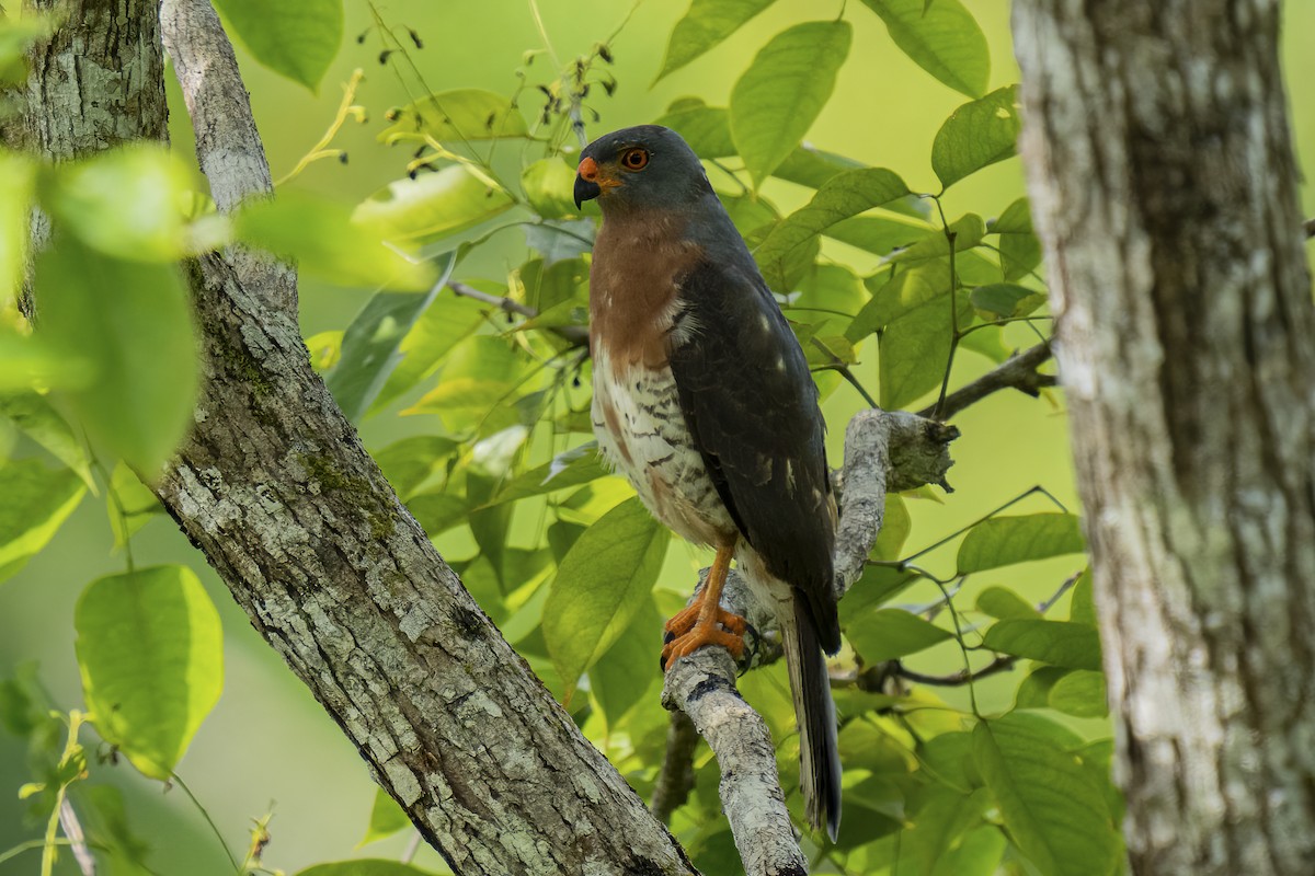 Variable Goshawk - ML506125971