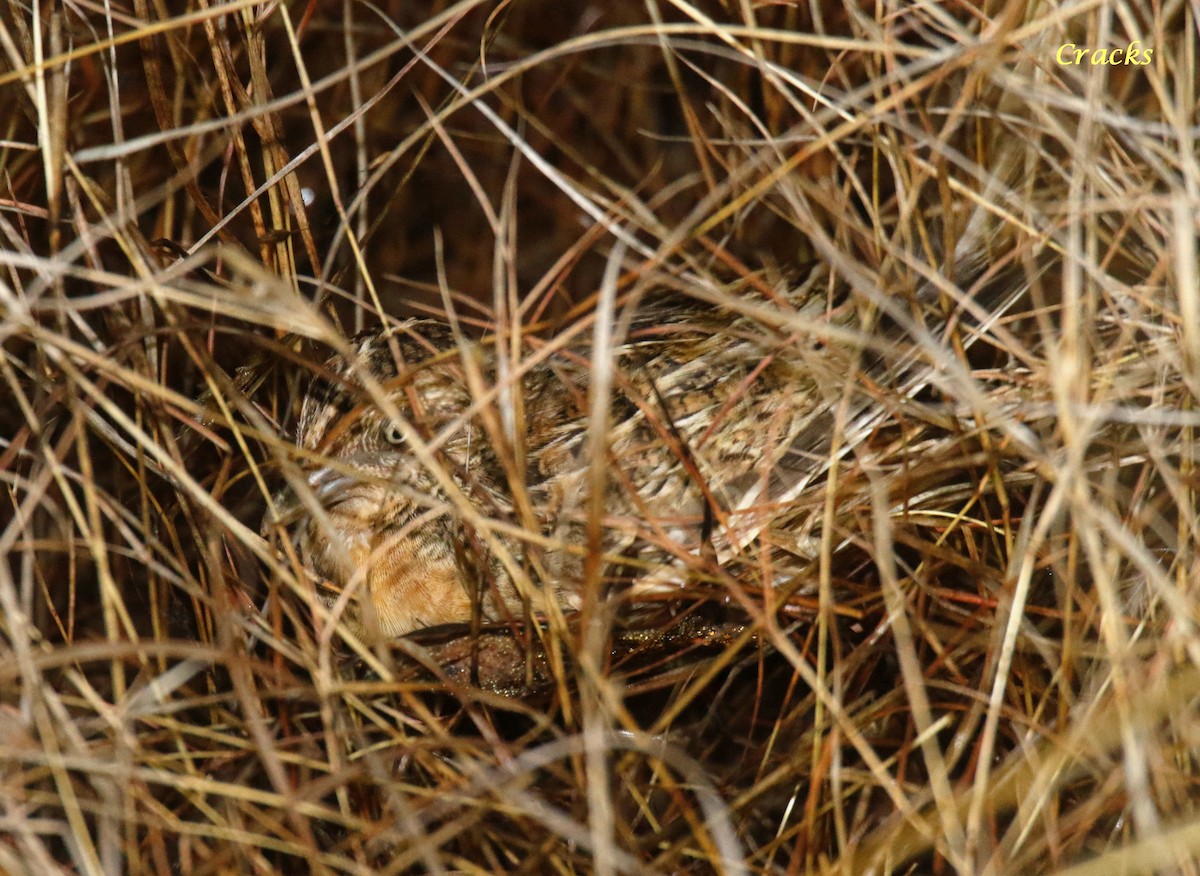 Red-chested Buttonquail - Matt McCrae