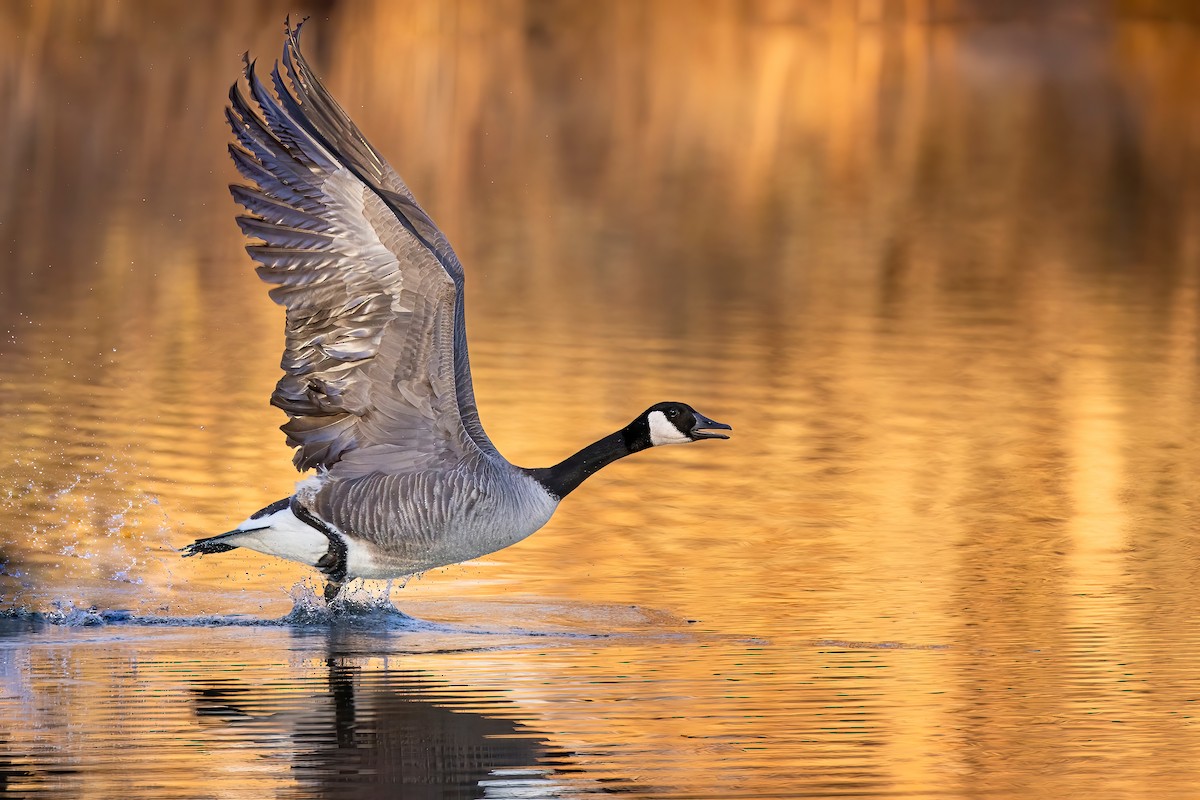 Canada Goose - ML506127911