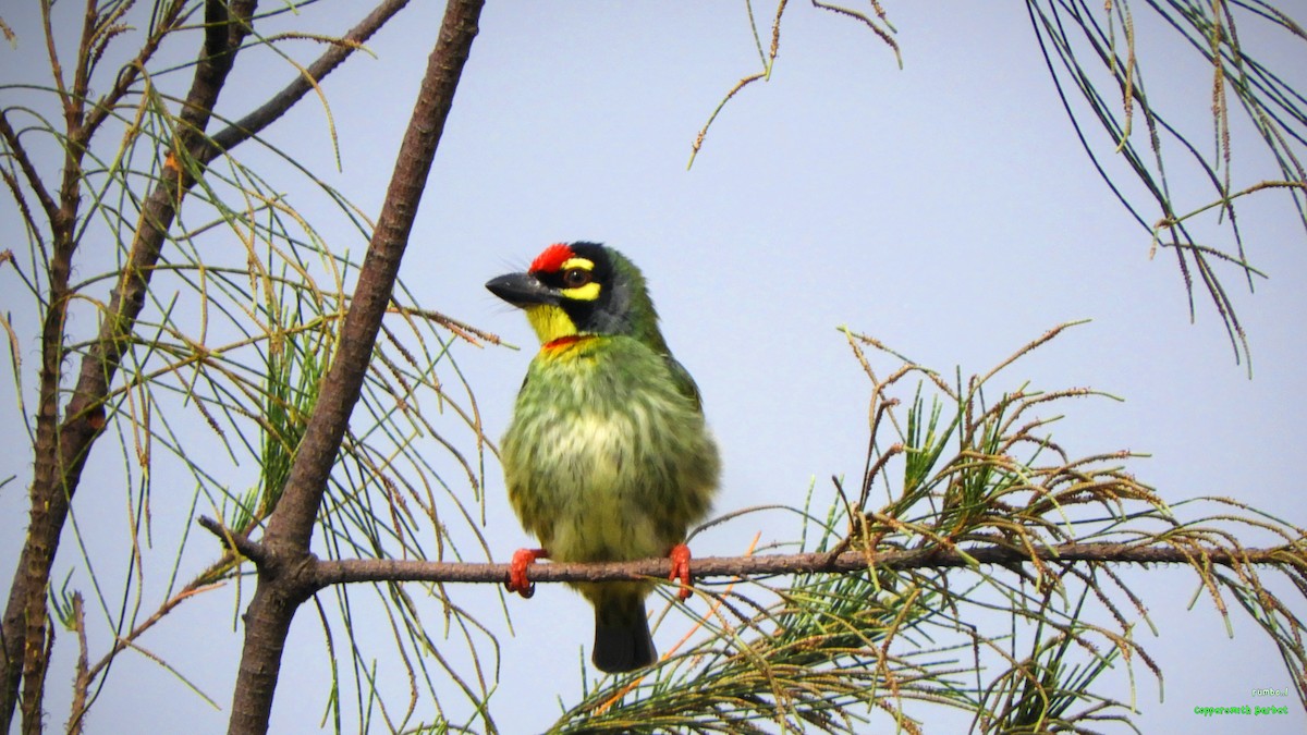 Coppersmith Barbet - ML506128481