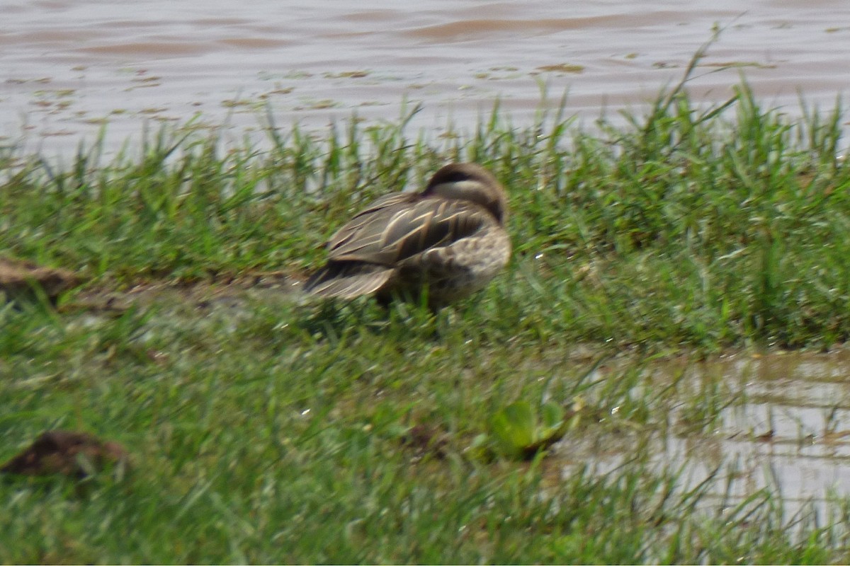 Red-billed Duck - ML50612861