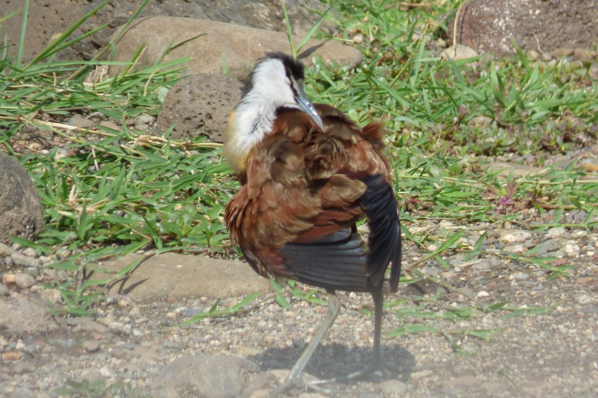 African Jacana - ML50613011