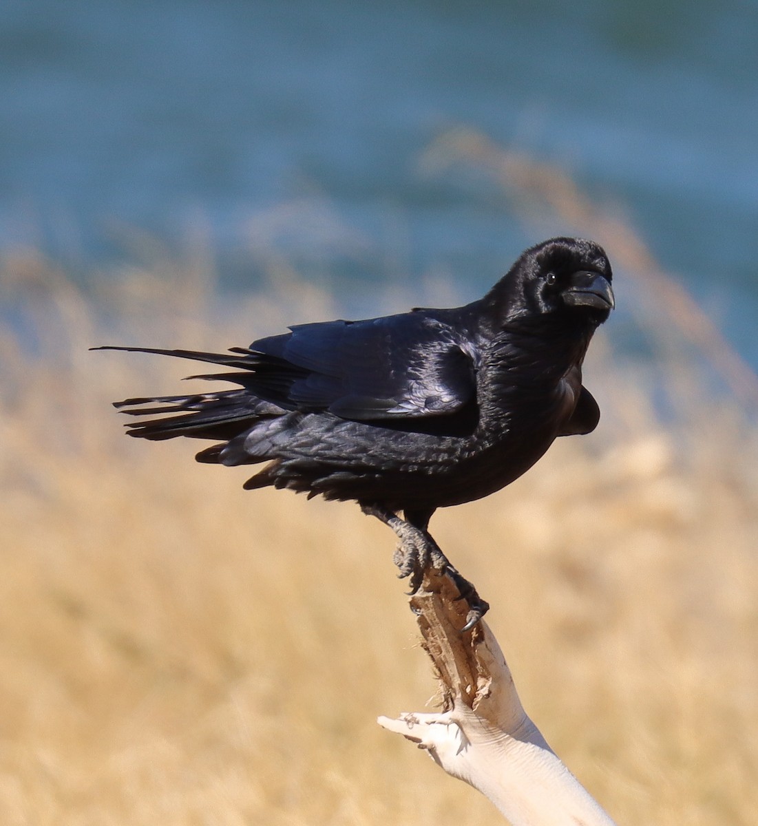 Common Raven - ML506130131