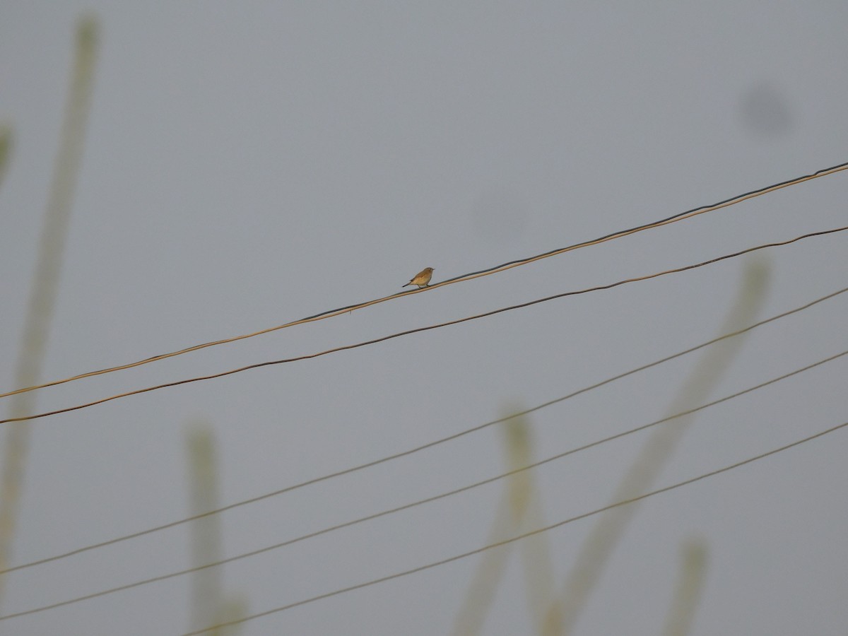 Common Chiffchaff - ML506130441