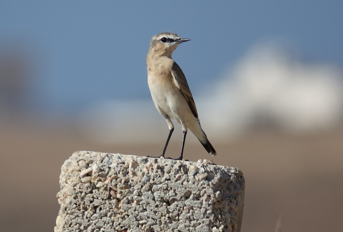 Isabelline Wheatear - ML506131771