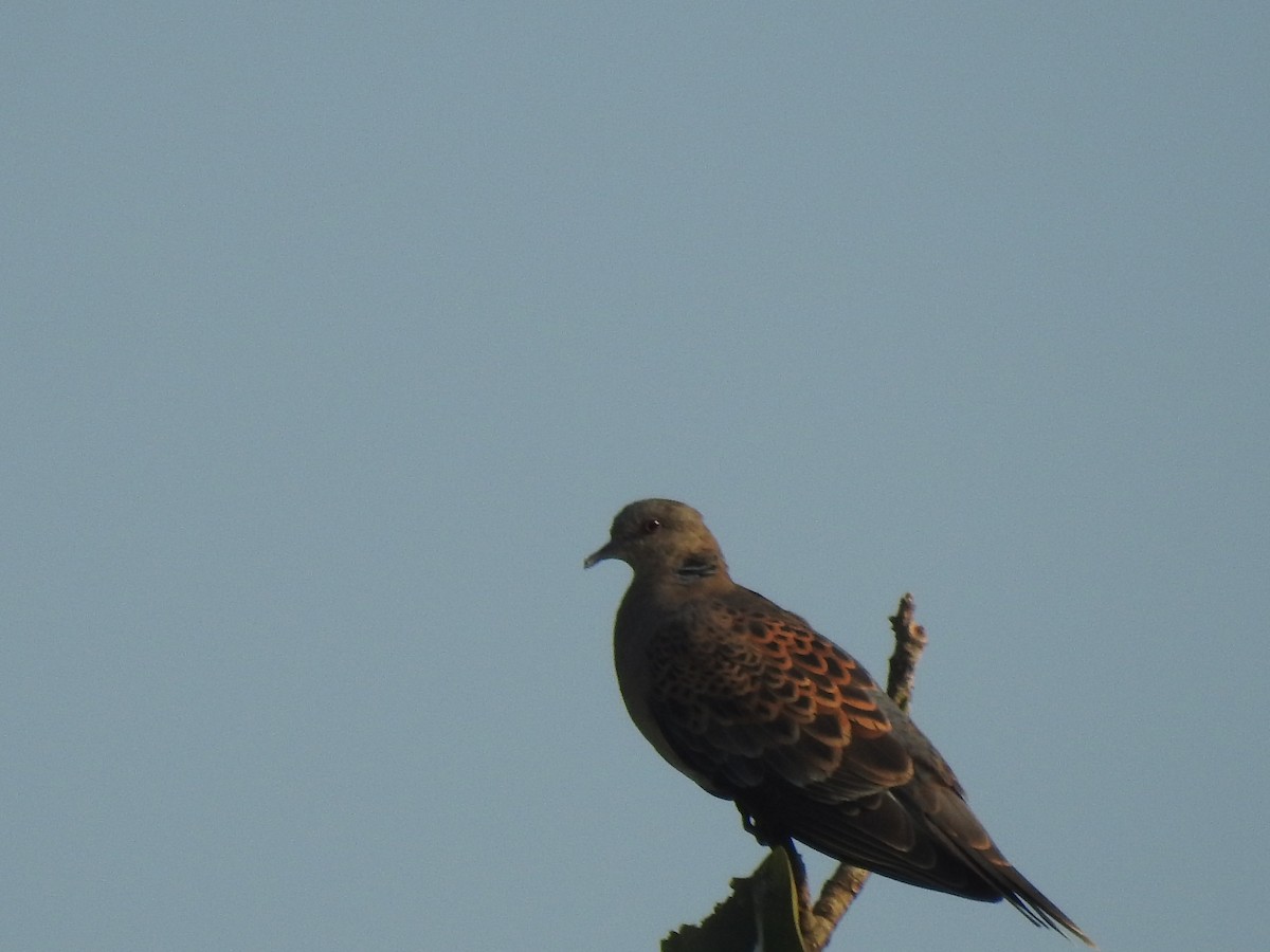 Oriental Turtle-Dove - ML506132241