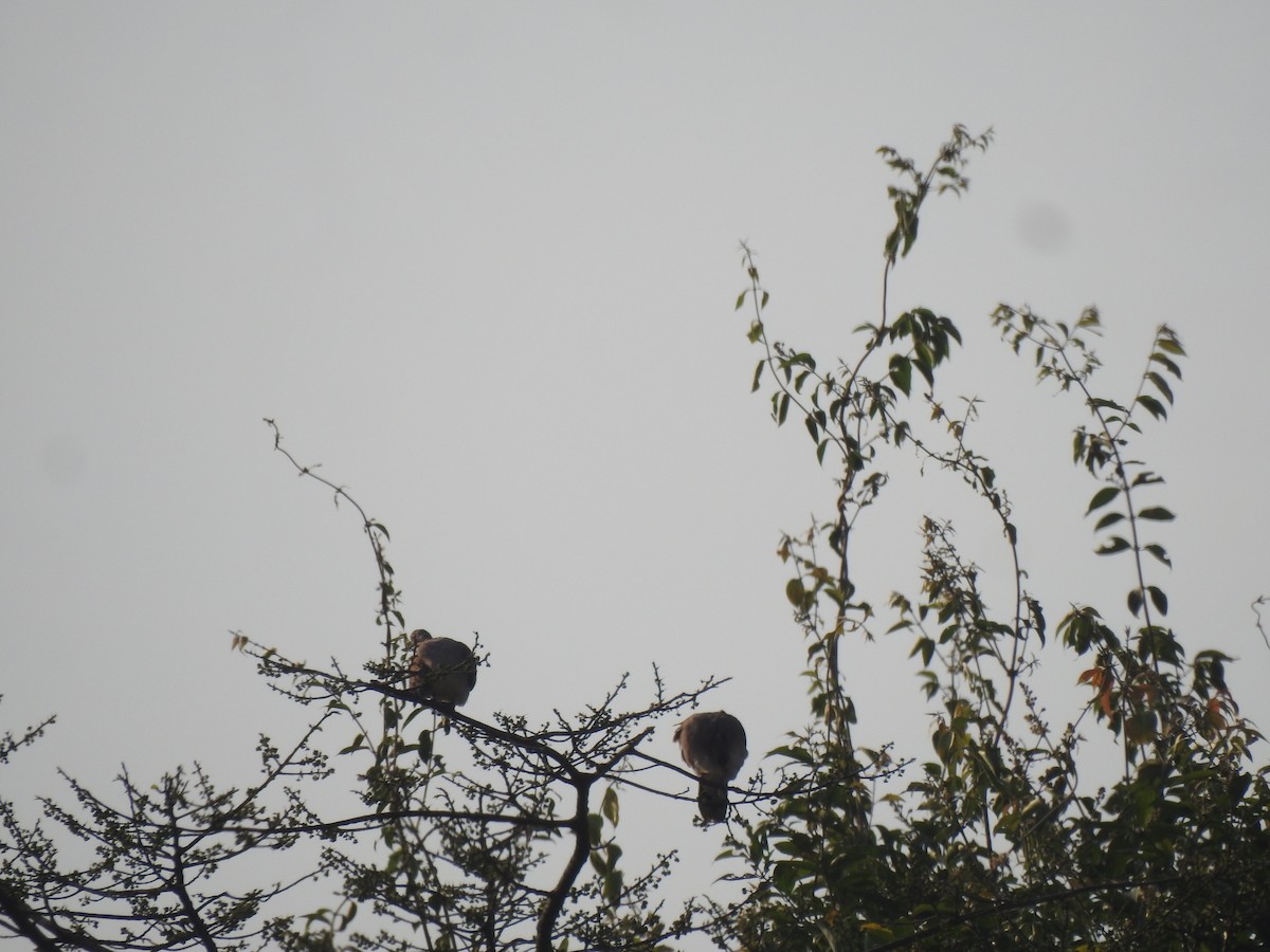 Oriental Turtle-Dove - ML506132251