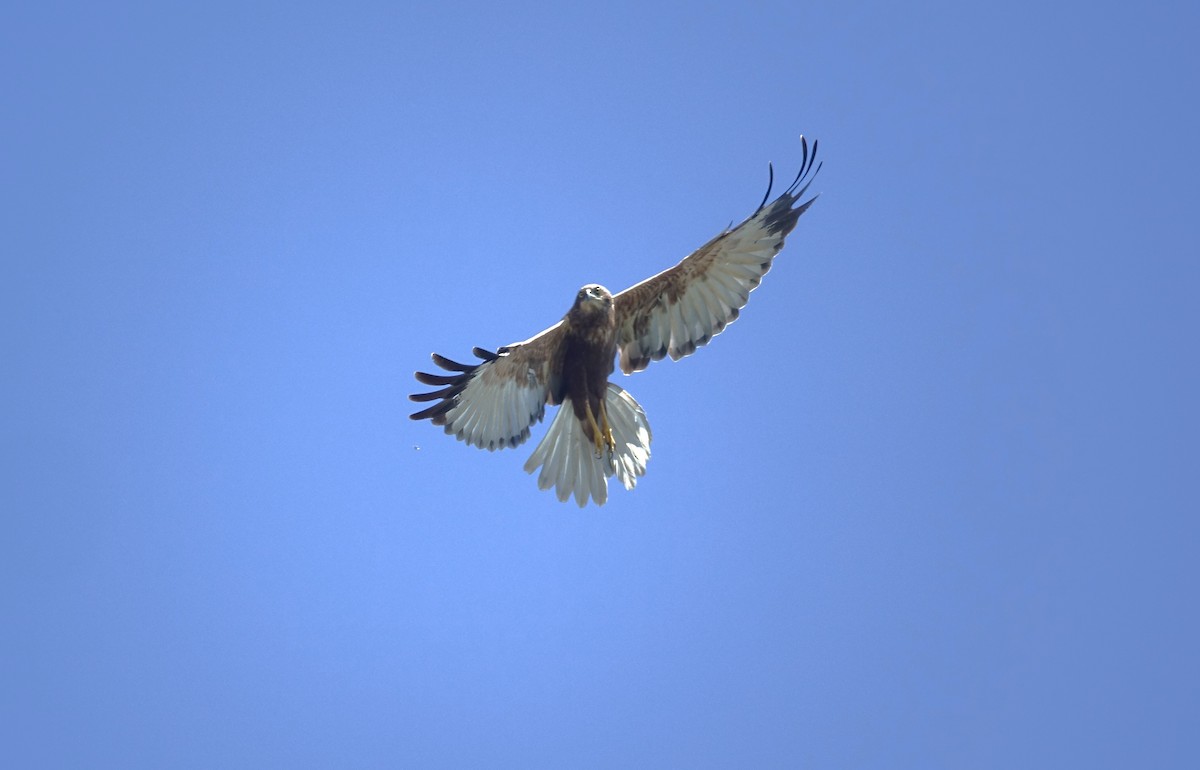 Western Marsh Harrier - ML506132441