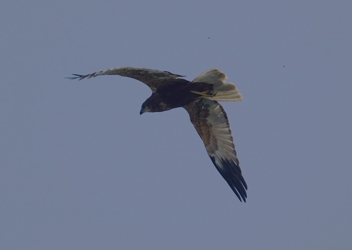 Western Marsh Harrier - ML506132611