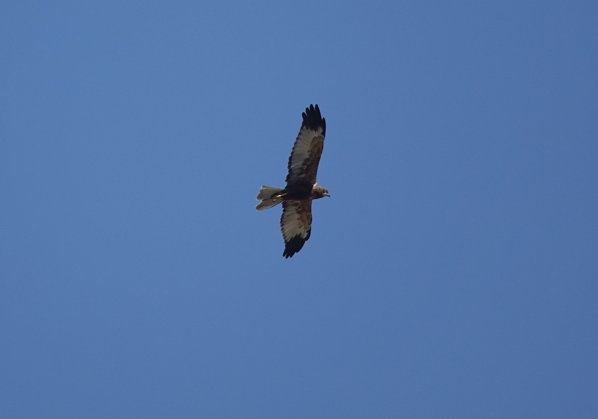 Western Marsh Harrier - ML506132631