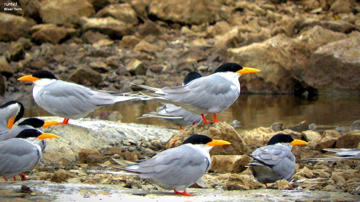 River Tern - ML506132731