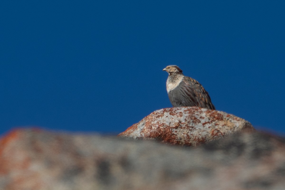 Himalayan Snowcock - ML506132931