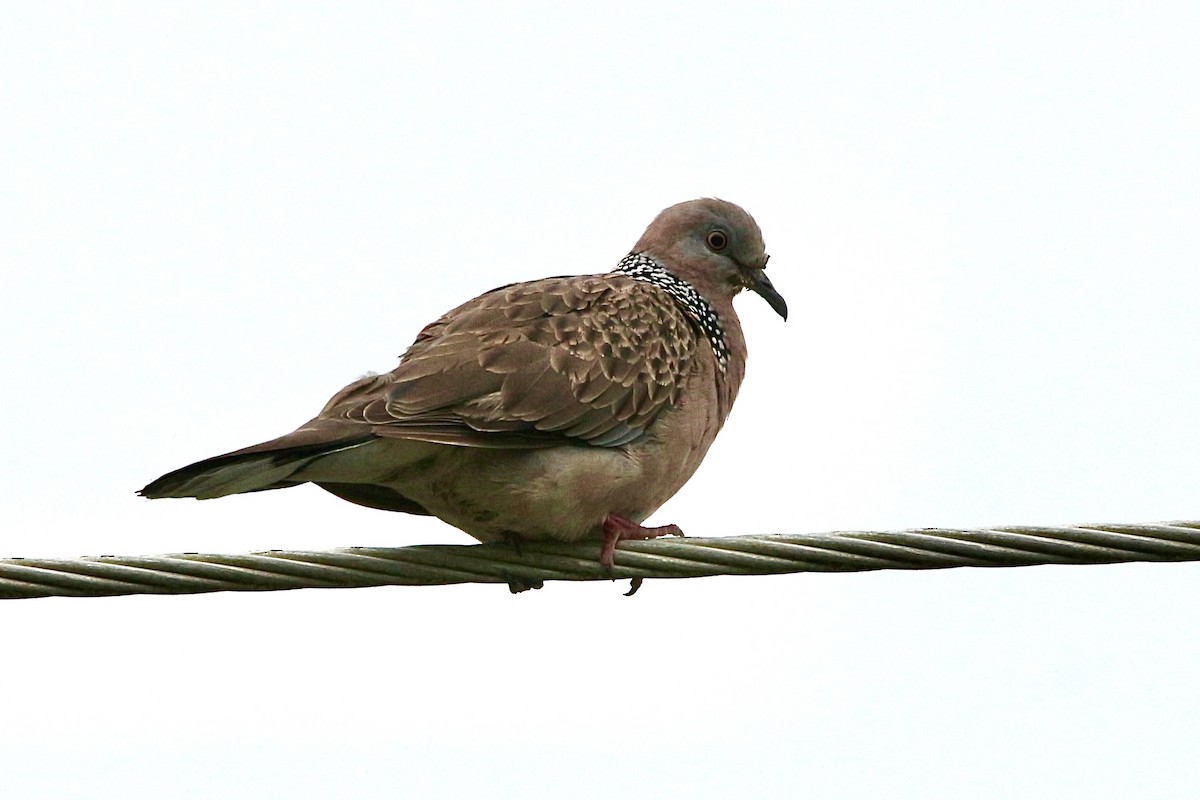 Spotted Dove - ML506135081